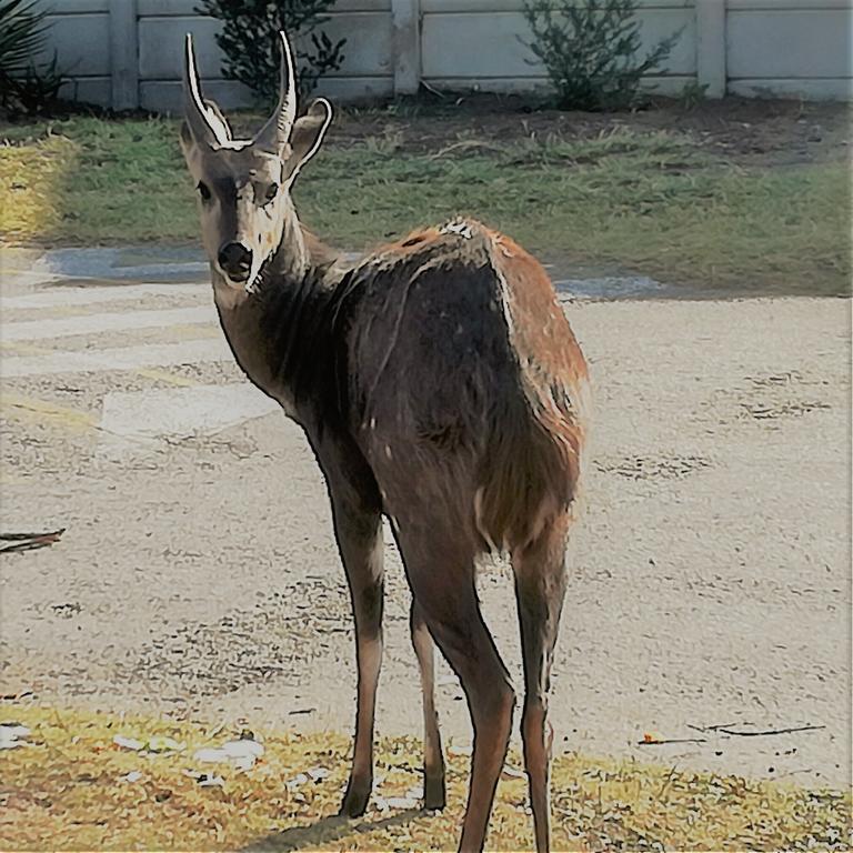 Brenton Bushbuck Lookout Lejlighed Eksteriør billede